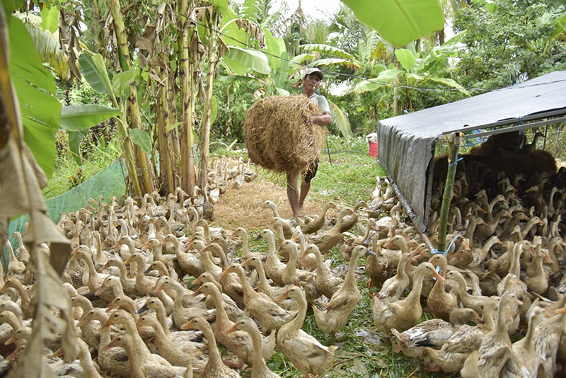 chăn vịt chạy đồng