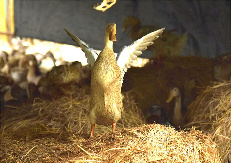 chăn vịt chạy đồng