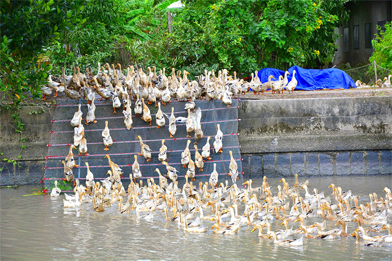 chăn vịt chạy đồng