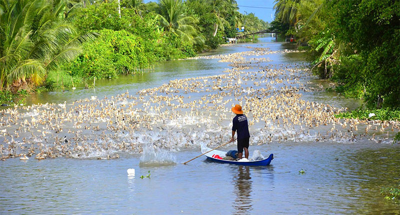 chăn vịt chạy đồng