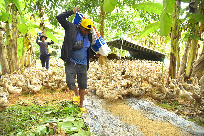 chăn vịt chạy đồng