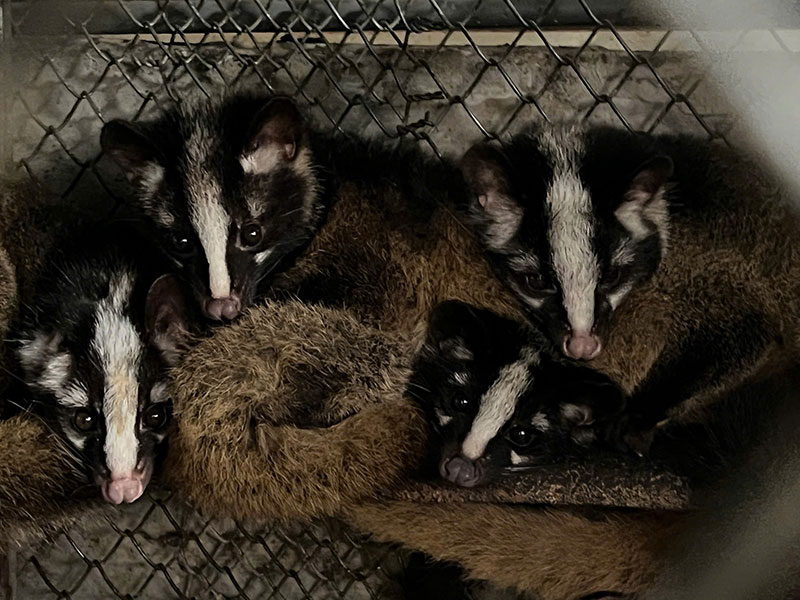 quản lý chăn nuôi động vật hoang dã