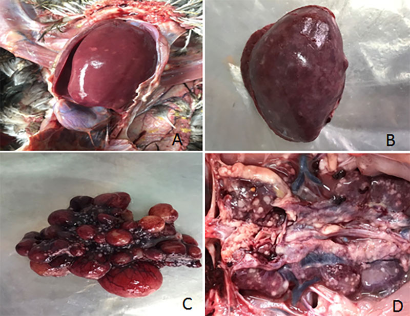 Bệnh Leucosis ở gà