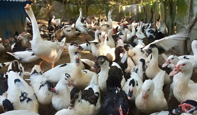 Campuchia miễn thuế VAT