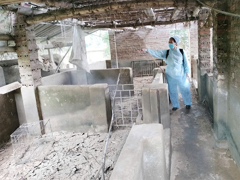 dịch tả lợn châu phi