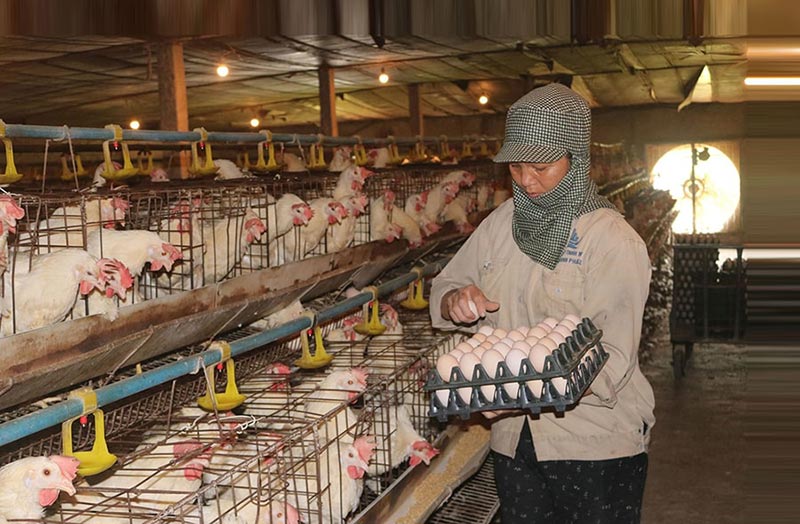 chăn nuôi hà nội