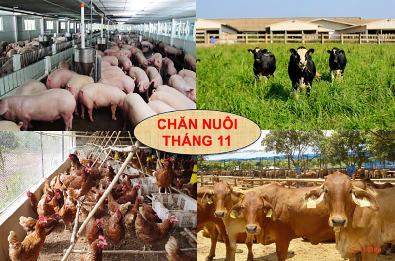 tình hình chăn nuôi tháng 11