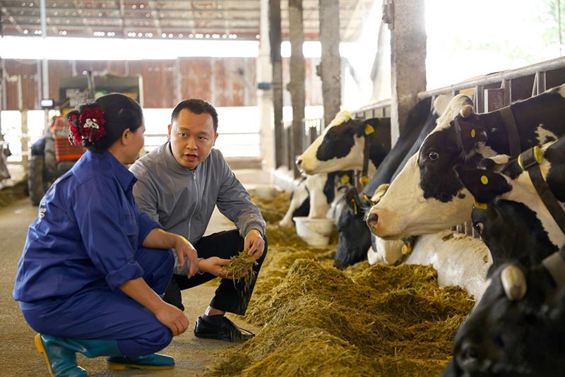 Hoa hậu bò sữa Mộc Châu