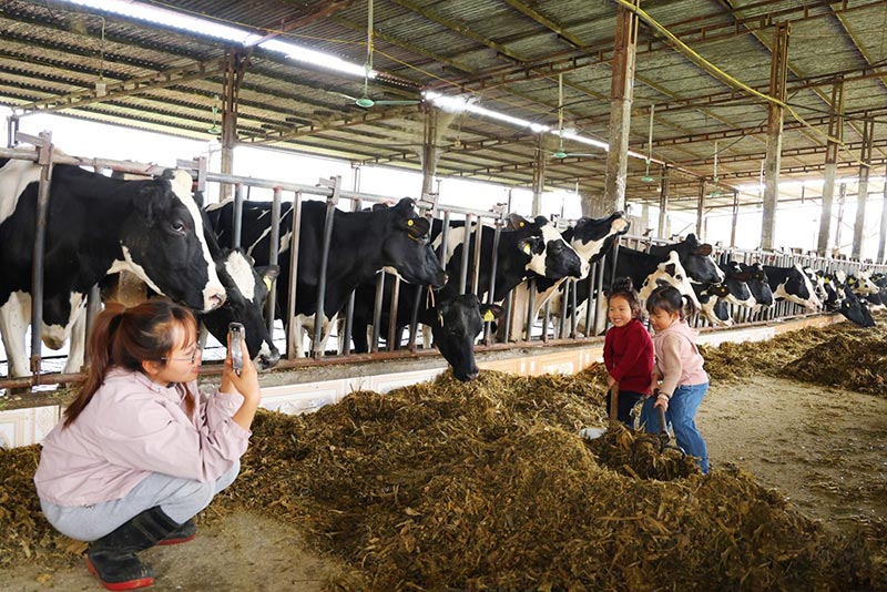 Hoa hậu bò sữa Mộc Châu