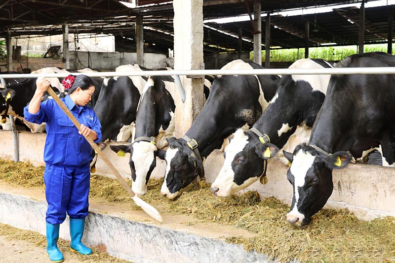 Hoa hậu bò sữa Mộc Châu