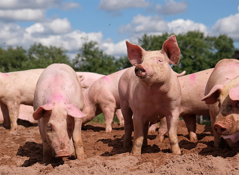 ngành heo Indonesia