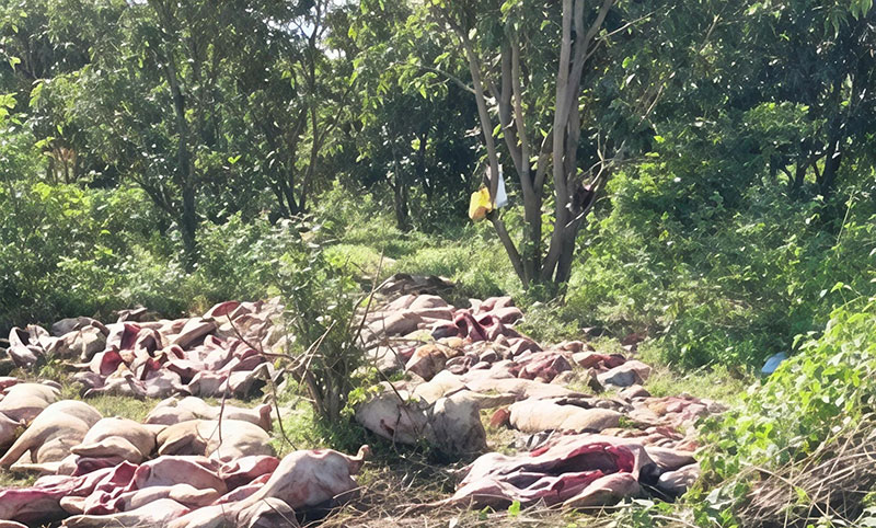 tiêu thụ lợn bệnh