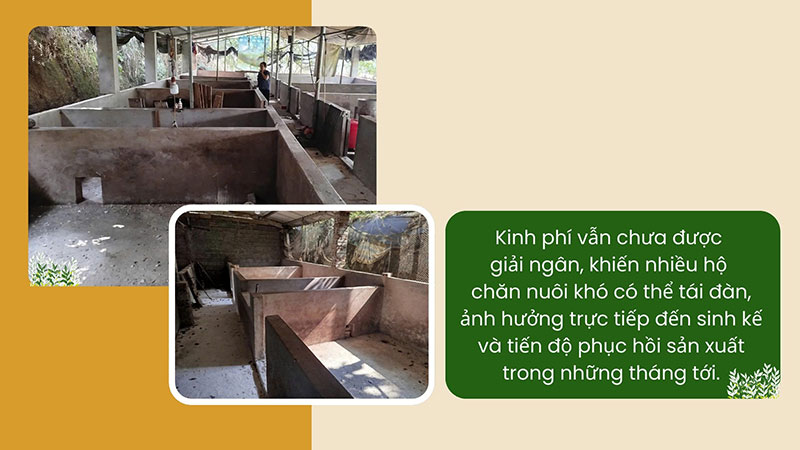 hỗ trợ thiệt hại dịch tả lợn