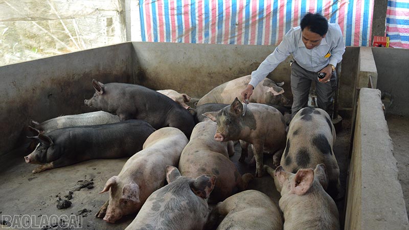 chăm sóc vật nuôi trước tết