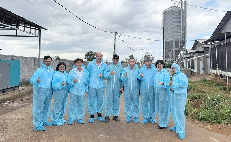 Giống gà đẻ mới mavin