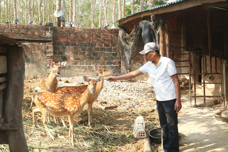 mô hình chăn nuôi hiệu quả