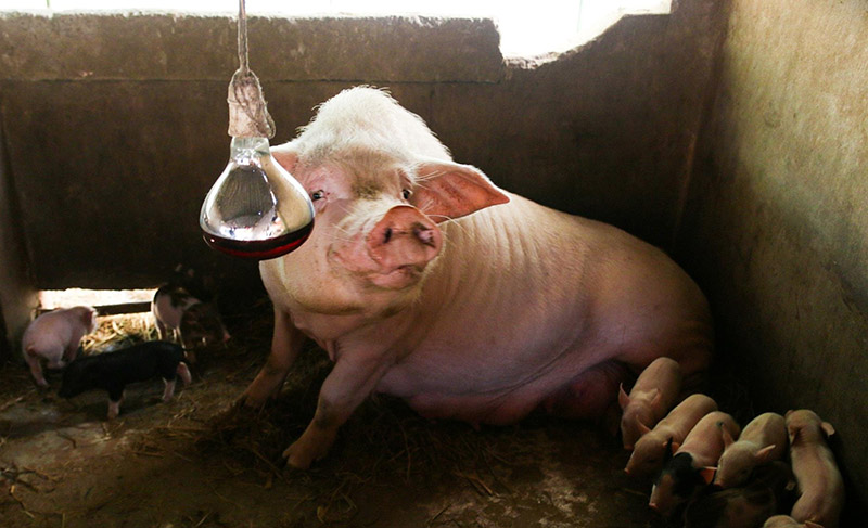 chống rét cho vật nuôi