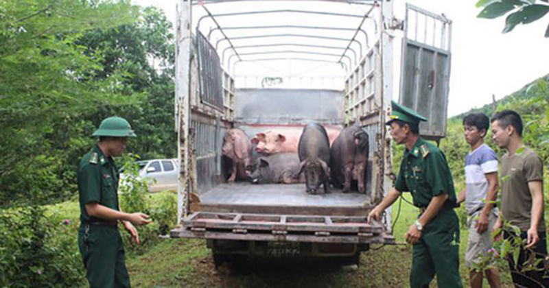 buôn bán gia súc trái phép