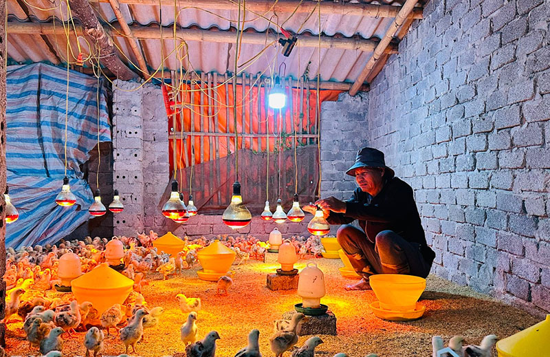 dịch bệnh đàn vật nuôi