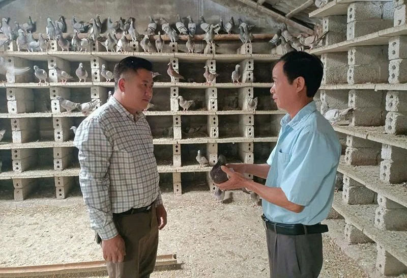 nuôi bồ câu pháp