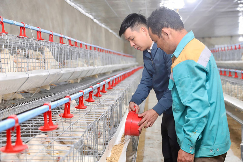 nuôi gà liên kết