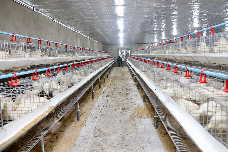 nuôi gà liên kết