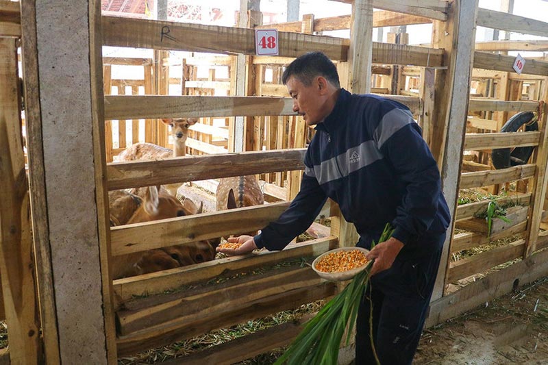 cách nuôi hươu hái lộc vào mùa xuân