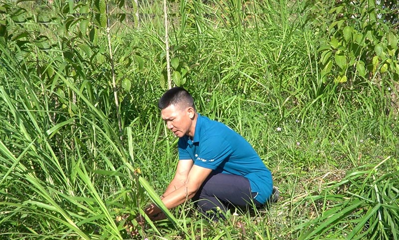 mô hình nuôi hươu