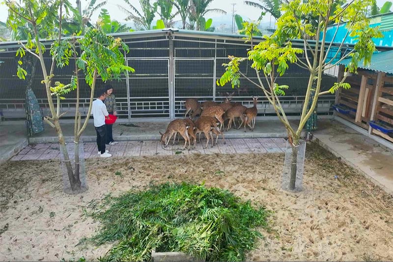 cách nuôi hươu hái lộc vào mùa xuân