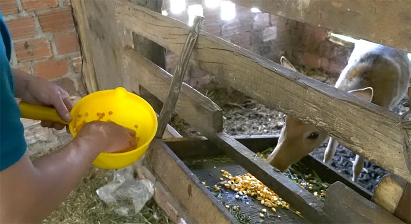 mô hình nuôi hươu