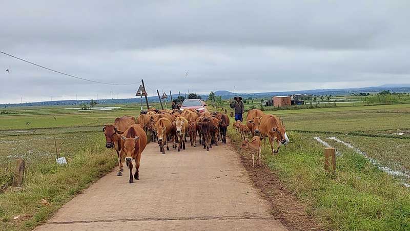 chăn nuôi cuối năm