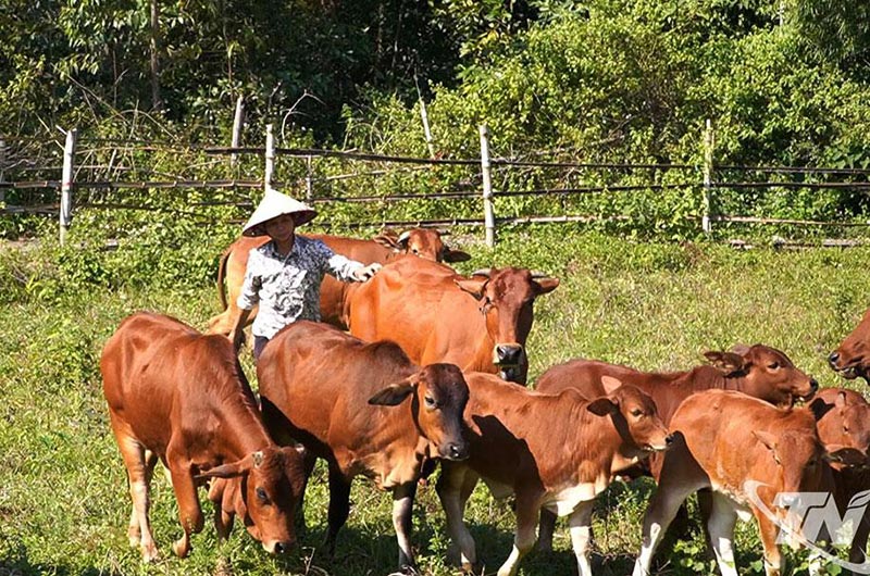 chăn nuôi gia súc