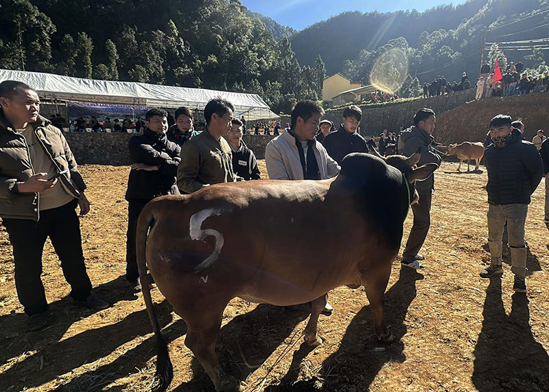 Hội thi bò đẹp