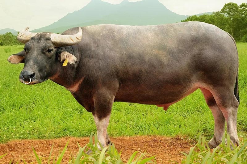 thịt trâu nhập khẩu