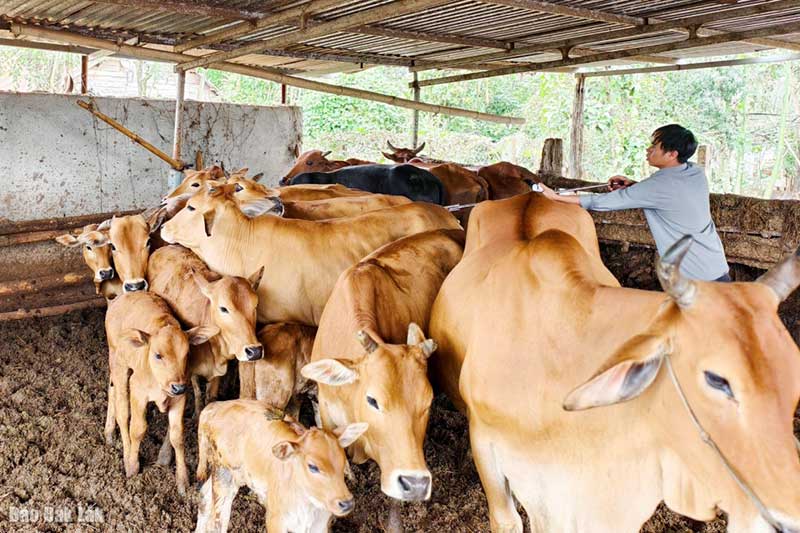 triển khai tiêm phòng cho vật nuôi