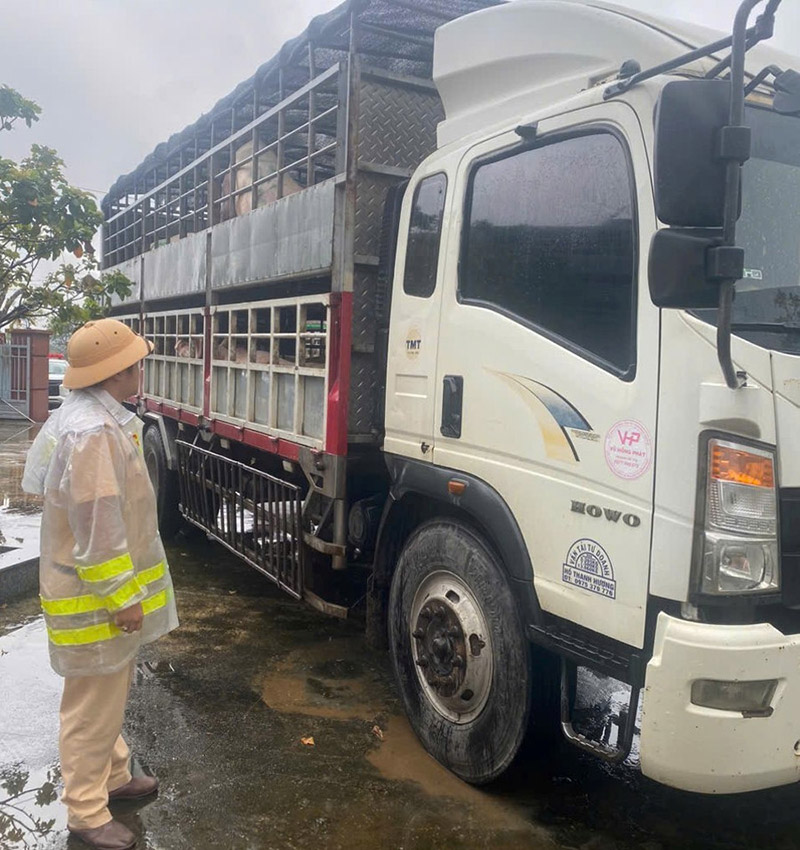 xe chở heo nhiễm bệnh