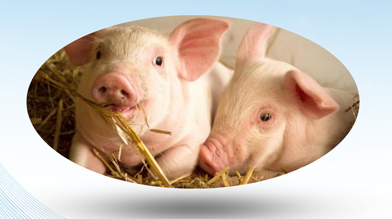 bệnh Circovirus heo