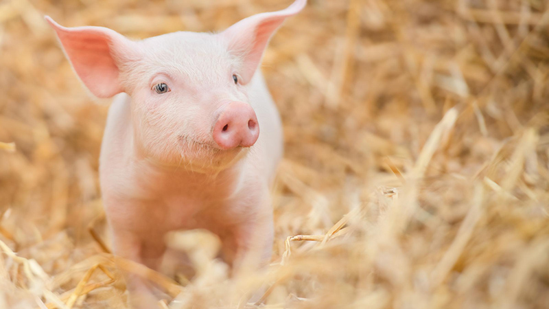 Bệnh hô hấp phức hợp ở heo