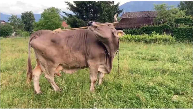 trí thông minh của loài bò