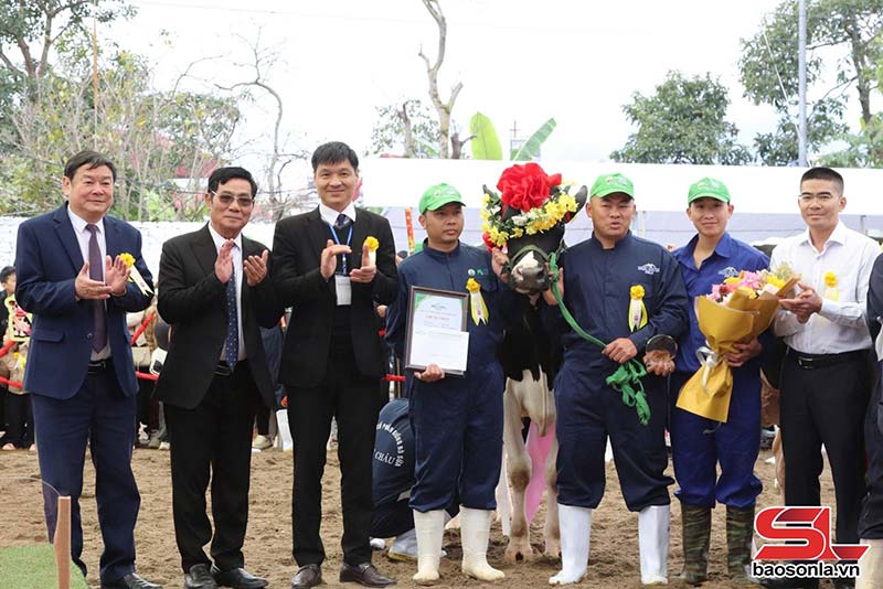 hoa hậu bò sữa Mộc Châu