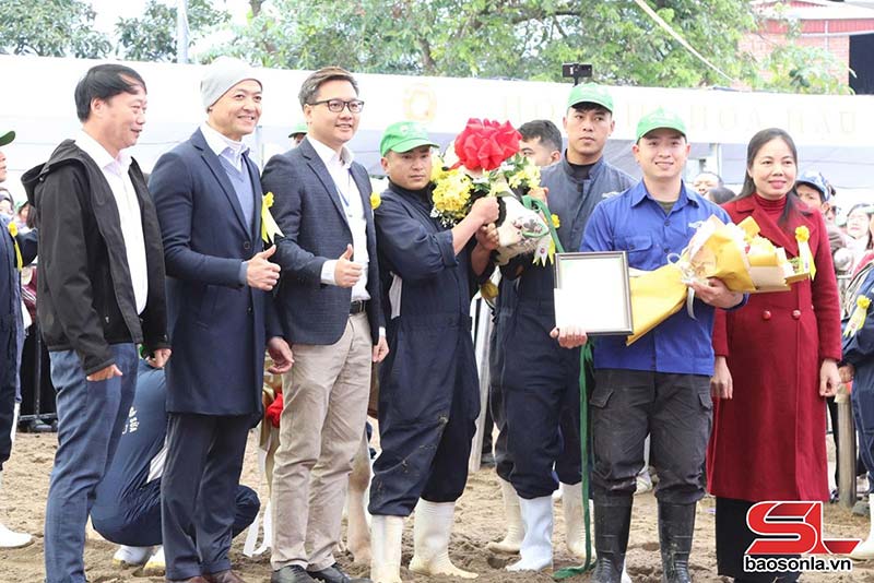 hoa hậu bò sữa Mộc Châu