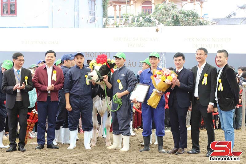 hoa hậu bò sữa Mộc Châu