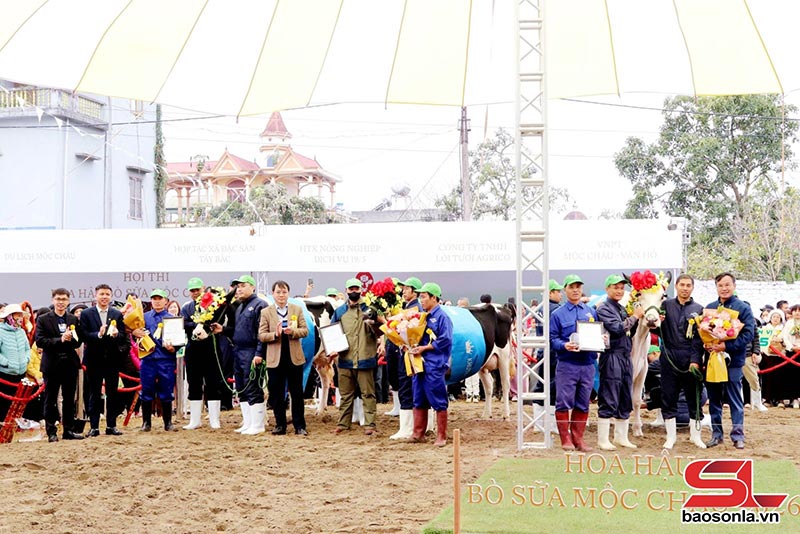 hoa hậu bò sữa Mộc Châu