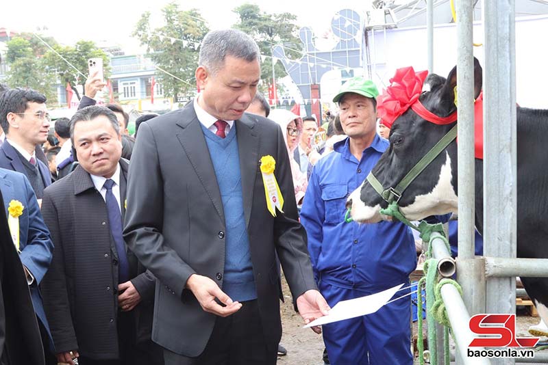 hoa hậu bò sữa Mộc Châu