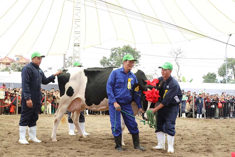 hoa hậu bò sữa Mộc Châu