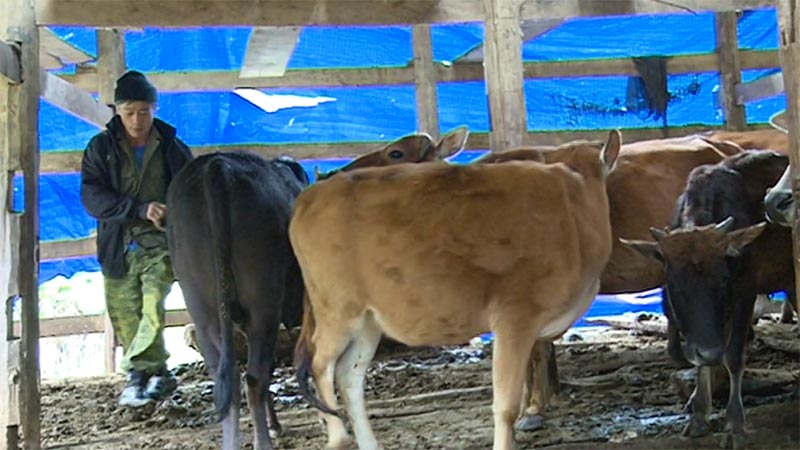 chăm sóc vật nuôi mùa lạnh