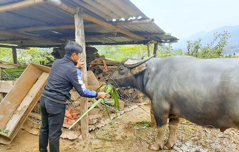 chống rét cho vật nuôi