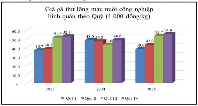 giá gà thịt lông màu