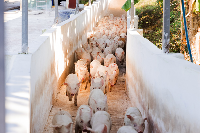 Chăn nuôi Hòa Phát