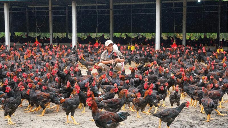 mô hình nuôi gà kiến